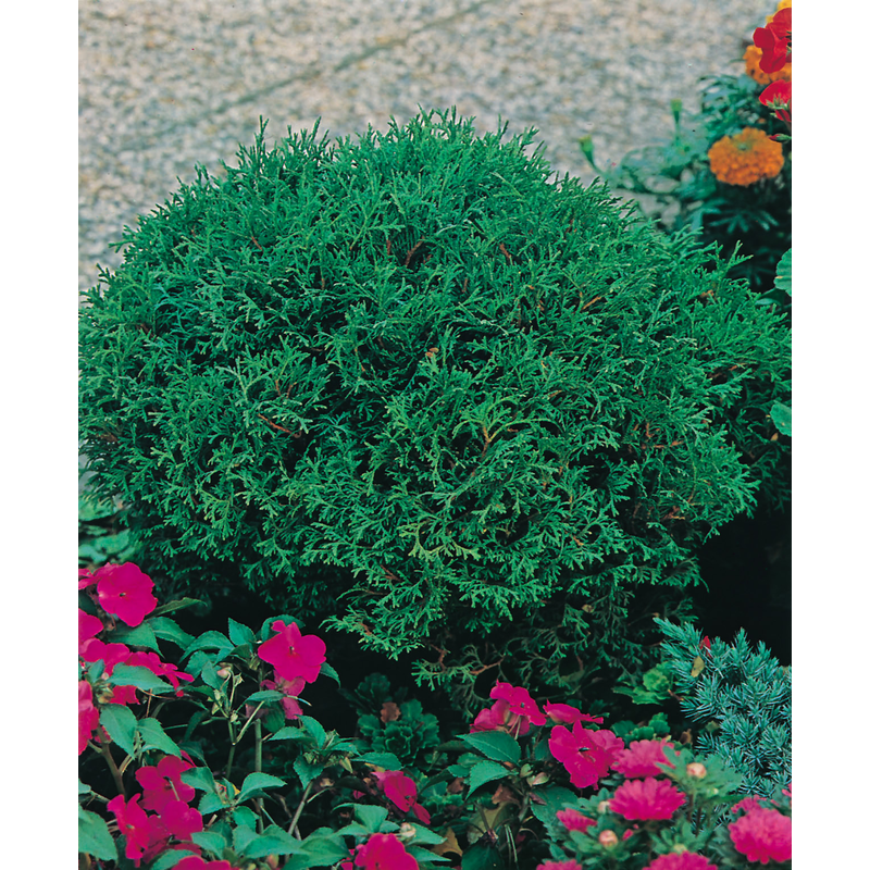Barrväxt Tuja Tiny Tim 25-30 cm Omnia Garden