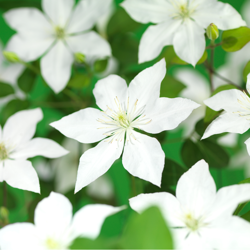 Klätterväxt Klematis Somany White Flowers Pbr Omnia Garden