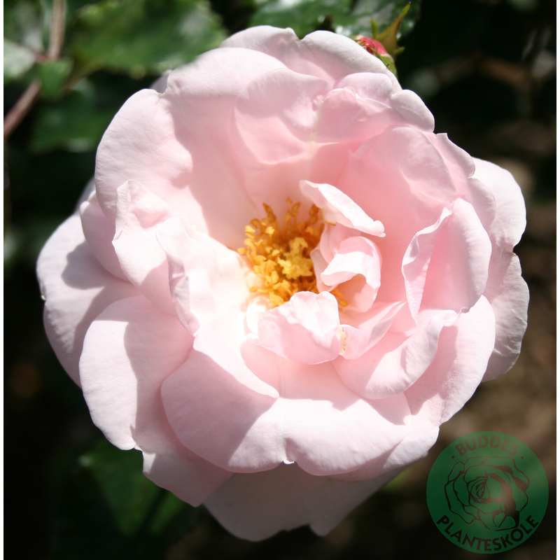 Rosor Wichurana-Ros New Dawn Barrot Omnia Garden