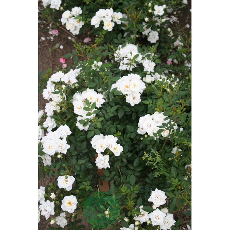 Rosor Modern Buskros White Cover® (Poulcov) Barrot Omnia Garden