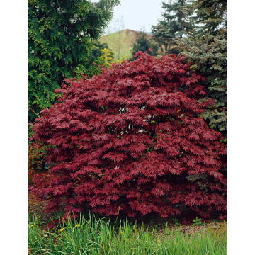 Prydnadsbuske Röd Japansk Lönn Atropurpureum 40-60 cm Omnia Garden
