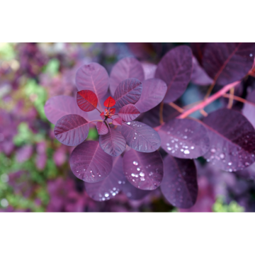 Prydnadsbuske Rödbladig Perukbuske Royal Purple Omnia Garden