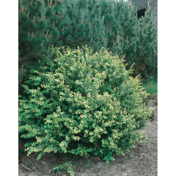 Prydnadsbuske Japansk Järnek Convexa 20-30 cm Omnia Garden