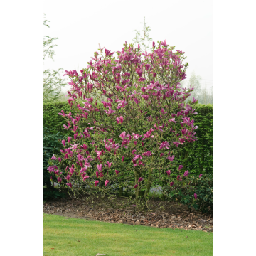 Prydnadsbuske Rosenmagnolia Susan 30-50 cm Omnia Garden
