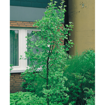 Barrväxt Ginkgo 60-80 cm Omnia Garden