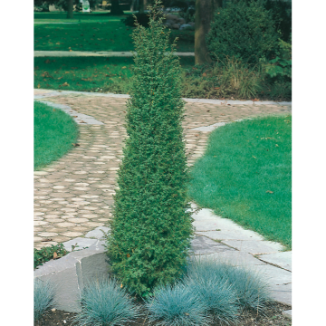 Barrväxt Irländsk Pelar-En 80-100 cm Omnia Garden