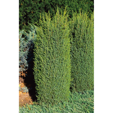 Barrväxt Träd-En 30-35 cm Omnia Garden