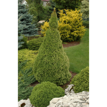 Barrväxt Sockertoppsgran 40-50 cm Omnia Garden