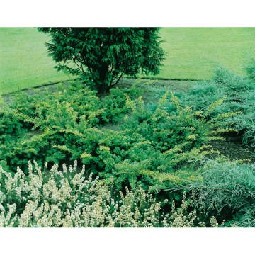 Barrväxt Idegran Summergold 30-40 cm Omnia Garden
