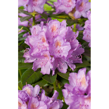 Rhododendron Parkrododendron Catawbiense Grandiflorum 30-40 cm Omnia Garden