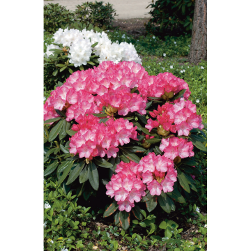 Rhododendron Yakushimanum-Rododendron Fantastica 25-30 cm Omnia Garden