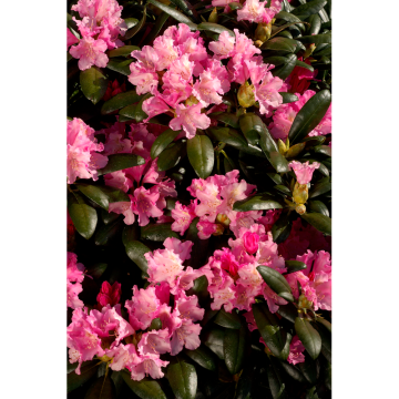 Rhododendron Yakushimanum-Rododendron Kalinka 25-30 cm Omnia Garden