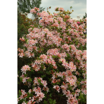 Rhododendron Occidentalis-Azalea Irene Koster 30-40 cm Omnia Garden