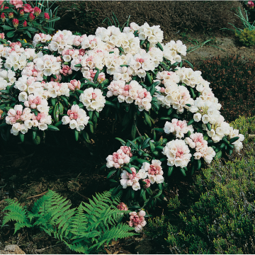 Rhododendron Yakushimanum-Rododendron Koichiro Wada 25-30 cm Omnia Garden