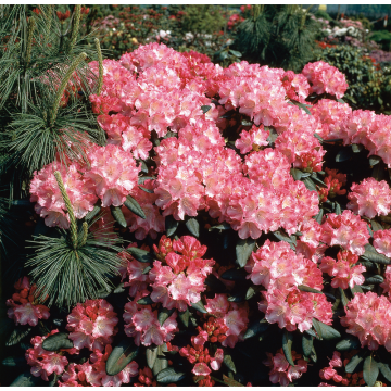 Rhododendron Yakushimanum-Rododendron Morgenrot 25-30 cm Omnia Garden