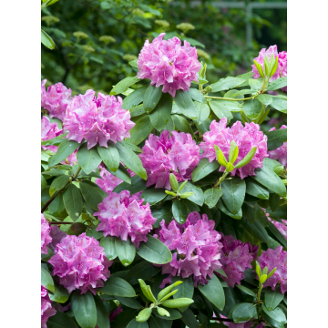 Rhododendron Parkrododendron Roseum Elegans 40-50 cm Omnia Garden