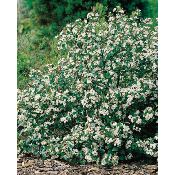 Häck Svartaronia Hugin 20-40 cm (C) Omnia Garden