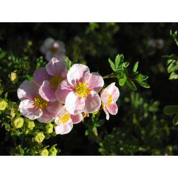 Häck Trädgårdstok Pink BeautyPbr 20-40 cm (C) Omnia Garden