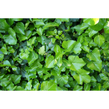 Häck/Marktäckare Storbladig Murgröna 15-30 cm (C) Omnia Garden