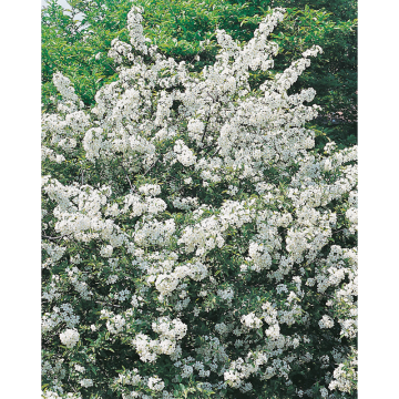 Häck Bukettapel 20-40 cm (D) Omnia Garden