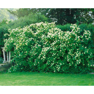Häck Smultronschersmin Mont Blanc 20-40 cm (C) Omnia Garden