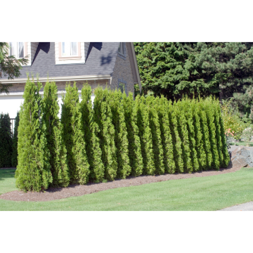 Häck Tuja Smaragd 50-70 cm (F) Omnia Garden