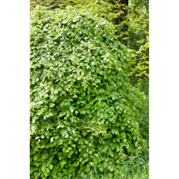 Häck Bok 50-80 cm barrot (B) Omnia Garden