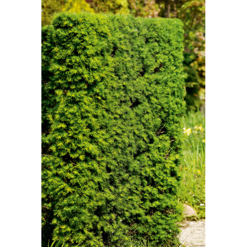 Häck Japansk Lärk 50-80 cm barrot (B) Omnia Garden