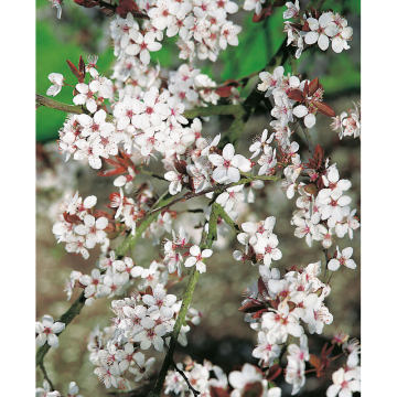 Häck Körsbärsplommon 50-80 cm barrot (D) Omnia Garden