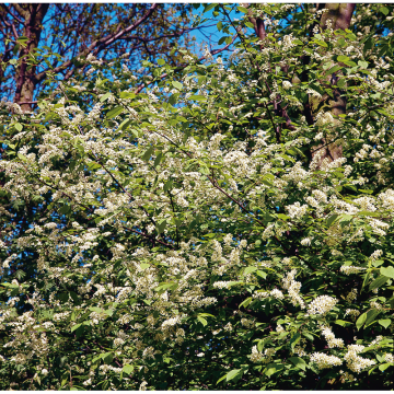 Häck Hägg 50-80 cm barrot (C) Omnia Garden