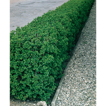Häck Måbär 40-60 cm 2-4 gr barrot (A) Omnia Garden