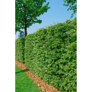 Häck Bok 125-150 cm barrot (B-GOLIAT) Omnia Garden
