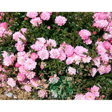 Rosor Miniatyrros Easy Cover® (PouleasPbr) Barrot Omnia Garden
