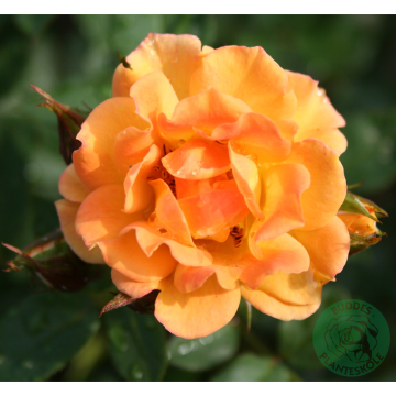 Rosor Modern Buskros Flaming Cover® (Poultc015) Barrot Omnia Garden