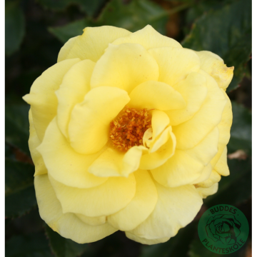 Rosor Floribundaros Friesia® (Korresia) Barrot Omnia Garden