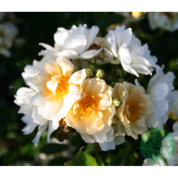 Rosor Fylld Honungsros Hybrida Barrot Omnia Garden