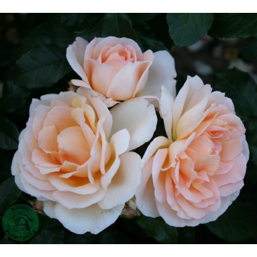 Rosor Tehybridros Chandos Beauty (HarmistyPbr) Barrot Omnia Garden