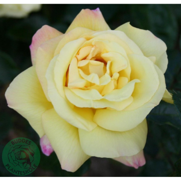 Rosor Tehybridros Peace® (Mme A. Meilland) Barrot Omnia Garden