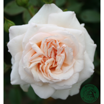 Rosor Storblommig Klätterros Penny Lane Barrot Omnia Garden