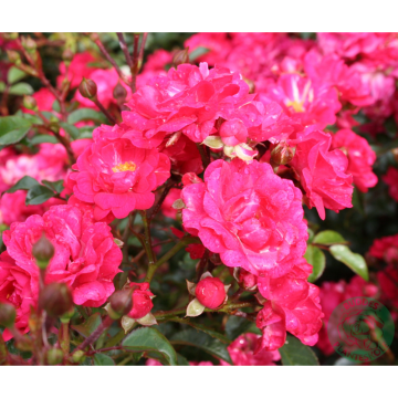 Rosor Polyantaros Red Fairy Barrot Omnia Garden
