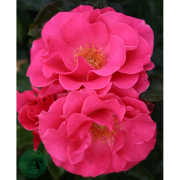 Rosor Modern Buskros Romanze® (Tanezamor) Barrot Omnia Garden
