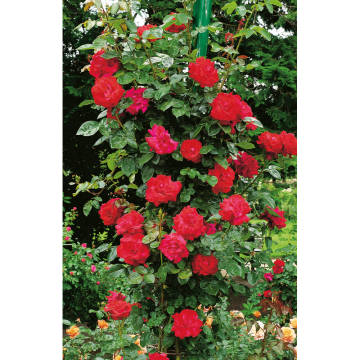 Rosor Storblommig Klätterros Santana® Barrot Omnia Garden