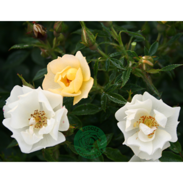 Rosor Miniatyrros Sun Cover (Poulurt) Barrot Omnia Garden