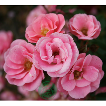 Rosor Modern Buskros Sweet Cover® (Poulweet) Barrot Omnia Garden