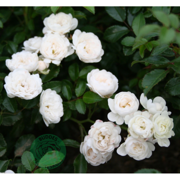 Rosor Miniatyrros White Fairy Barrot Omnia Garden