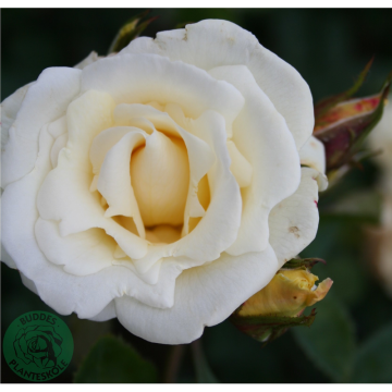 Rosor Modern Buskros White Nights (Poulaps) Barrot Omnia Garden